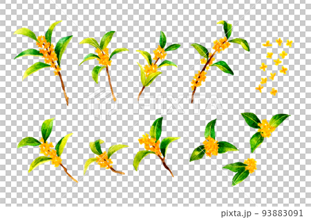 桂花(桂花)秋花手繪水彩插畫素材集 桂花(桂花)秋花手繪水彩插畫素材集 93883091