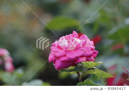 荒尾市 おもやい市民花壇 バラの花、 荒尾市 おもやい市民花壇 バラの花、 93883427