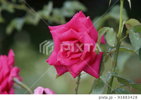 荒尾市 おもやい市民花壇 バラの花、 荒尾市 おもやい市民花壇 バラの花、 93883428