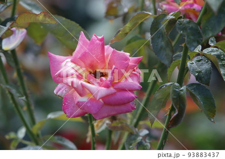 荒尾市 おもやい市民花壇 バラの花、 荒尾市 おもやい市民花壇 バラの花、 93883437