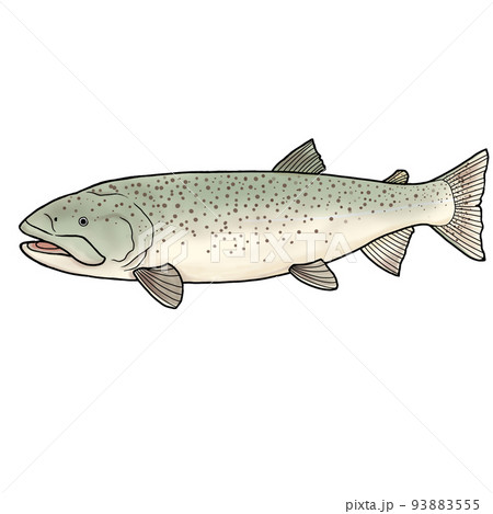 魚のイトウ 93883555
