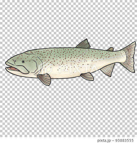 魚のイトウ 93883555