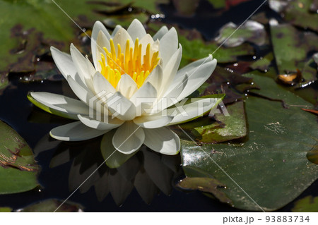 睡蓮 93883734