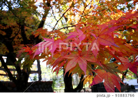 修善寺の紅葉 93883766