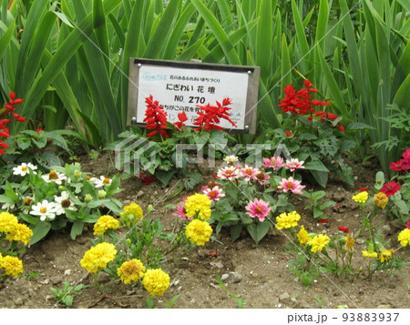 赤いサルビアとマリーゴールドの黄色い花とジニアの花 赤いサルビアとマリーゴールドの黄色い花とジニアの花 93883937