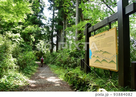 箱根町　箱根旧街道杉並木と箱根旧街道案内図 93884082