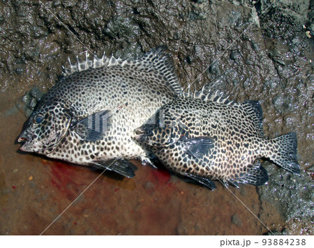 磯の上で釣りあげられたイシガキダイの活きた魚体画像。 磯の上で釣りあげられたイシガキダイの活きた魚体画像。 93884238