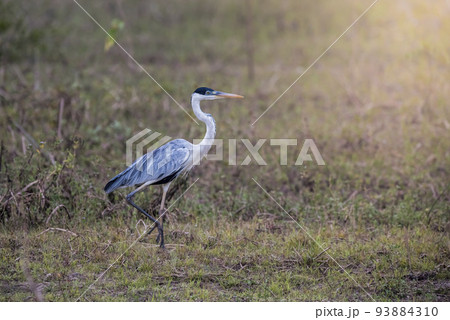 White necked heron in grassland environment, Pantanal , Brazil White necked heron in grassland environment, Pantanal , Brazil 93884310