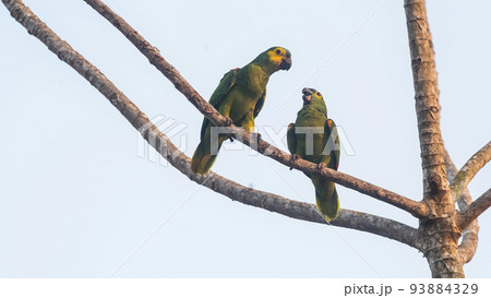 Turquoise fronted Amazon, Panpanal, Brazil Turquoise fronted Amazon, Panpanal, Brazil 93884329