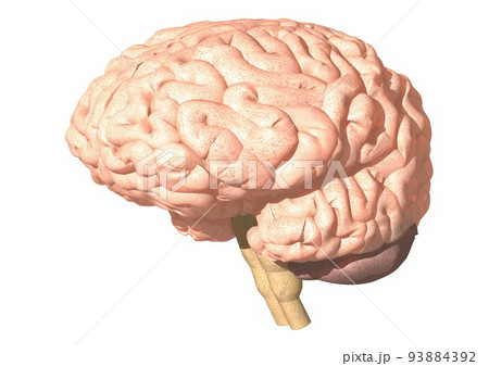 脳 人体 医学 前頭葉 頭頂葉 側頭葉 後頭葉 小脳 脳幹(3DCGイメージ)の 