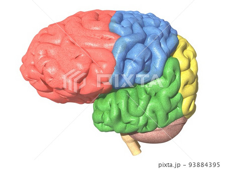脳 人体 医学 各部位 色分け(3DCGイメージ) 脳 人体 医学 各部位 色分け(3DCGイメージ) 93884395
