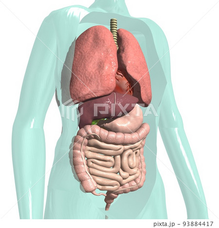 人体 解剖図 呼吸器 内臓 消化器官(3DCGイメージ) 人体 解剖図 呼吸器 内臓 消化器官(3DCGイメージ) 93884417
