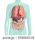 人体　解剖図　呼吸器　内臓　消化器官(3DCGイメージ) 93884418