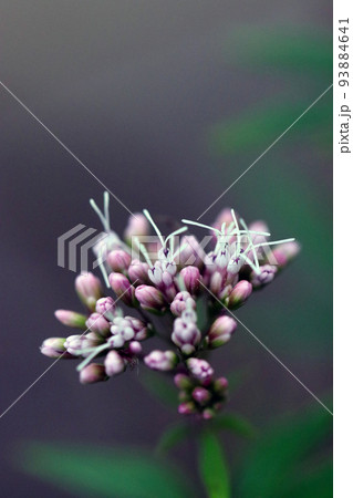 蝶の好む食草、フジバカマの花をマクロ接写。 93884641