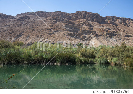 An oasis near the Dead Sea. A tropical nature reserve in the desert. Einot Tsukim, Ein Feshkha 93885766