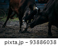 【沖縄県石垣市】八重山闘牛場 93886038