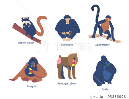 Set Of Monkeys, Golden Shub-nosed, Proboscis And Emperor Tamarin, Chimpanzee. Spider, Hamadryas Baboon And Marmoset 93886098