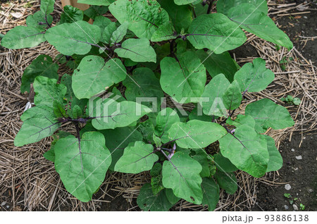 小布施丸なすの木 93886138