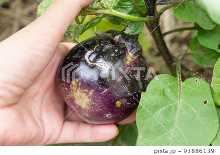 家庭菜園に実った小布施丸なす 93886139