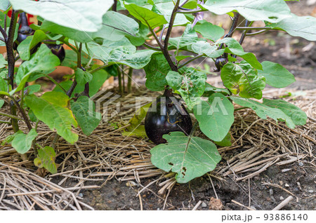 畑の小布施丸なす 93886140