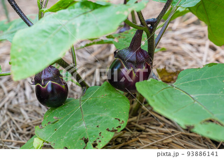 家庭菜園の小布施丸なす 93886141