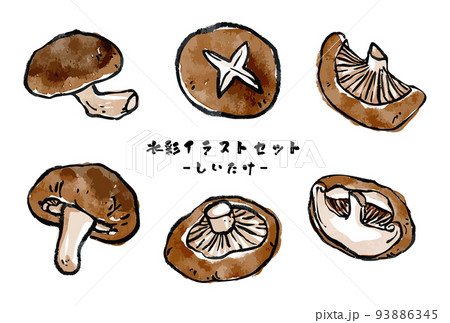 さまざまな椎茸のベクター水彩イラストセット 絵手紙風 93886345