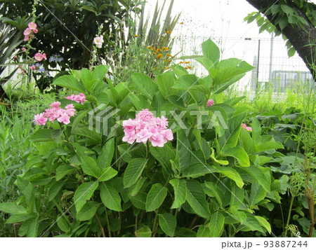 こじま花の会花畑の桃色の紫陽花 こじま花の会花畑の桃色の紫陽花 93887244