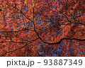 真っ赤に紅葉したたくさんのもみじの葉 93887349