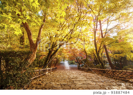 京都龍安寺　京都の紅葉名所　京都の観光名所　枯山水庭園 93887484