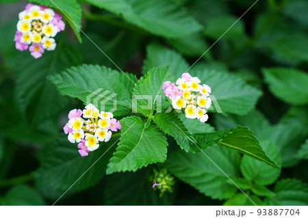 シチヘンゲ 93887704