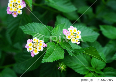 シチヘンゲ 93887705