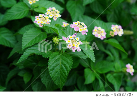 シチヘンゲ 93887707