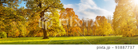 Beautiful view of the meadow with trees on it in autumnal park in sunny day. Beautiful view of the meadow with trees on it in autumnal park in sunny day. 93887737