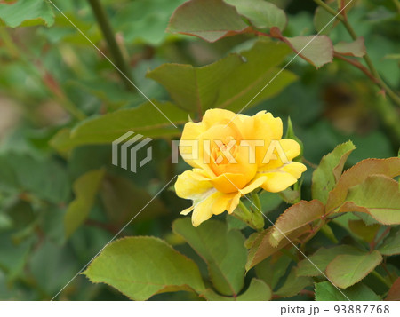 黄色の薔薇 ハニーパフューム 黄色の薔薇 ハニーパフューム 93887768