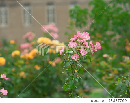 可愛らしい薔薇 フォルトゥーナ 可愛らしい薔薇 フォルトゥーナ 93887769