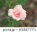 ピンクの薔薇　ブライダルピンク 93887771