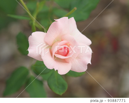 ピンクの薔薇　ブライダルピンク 93887771
