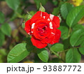 紅白の薔薇　オレンジスプラッシュ 93887772