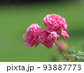 濃いピンクの薔薇　ポンポネッラ 93887773
