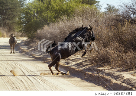 Blue wildebeest in Kgalagadi transfrontier park, South Africa 93887891