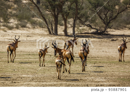 Hartebeest in Kgalagadi transfrontier park, South Africa 93887901