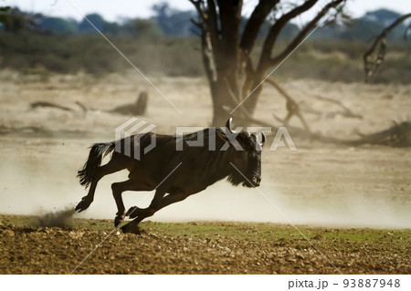 Blue wildebeest in Kgalagadi transfrontier park, South Africa 93887948