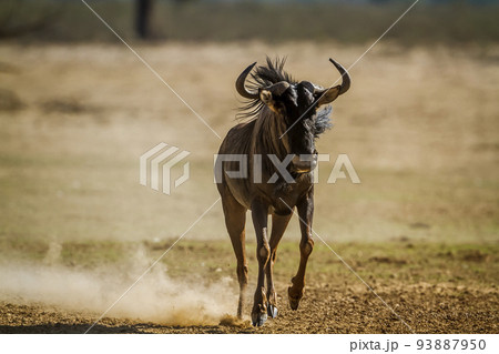 Blue wildebeest in Kgalagadi transfrontier park, South Africa 93887950