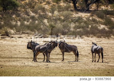 Blue wildebeest in Kgalagadi transfrontier park, South Africa Blue wildebeest in Kgalagadi transfrontier park, South Africa 93887960