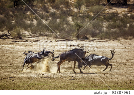 Blue wildebeest in Kgalagadi transfrontier park, South Africa 93887961