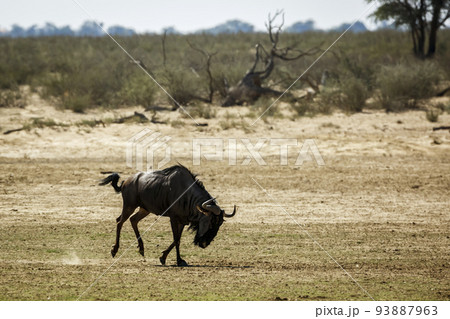 Blue wildebeest in Kgalagadi transfrontier park, South Africa 93887963