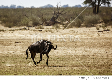 Blue wildebeest in Kgalagadi transfrontier park, South Africa 93887964
