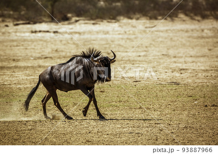 Blue wildebeest in Kgalagadi transfrontier park, South Africa 93887966