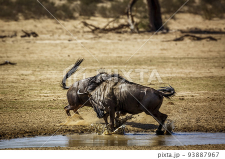 Blue wildebeest in Kgalagadi transfrontier park, South Africa 93887967