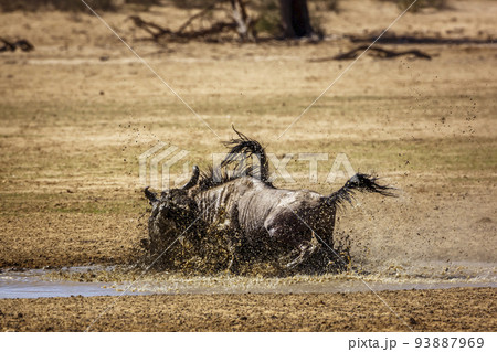Blue wildebeest in Kgalagadi transfrontier park, South Africa 93887969